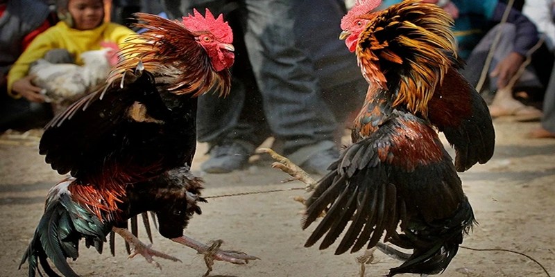 Kỹ Thuật Nuôi Gà Đá - Nền Tảng Của Đá Gà Đòn EU88